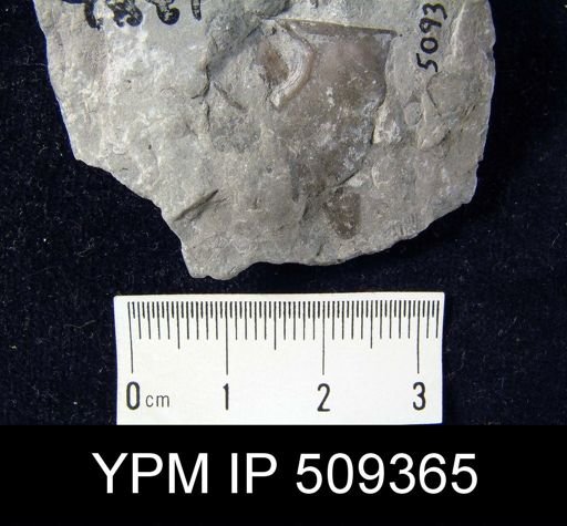Strophomena fluctuosa