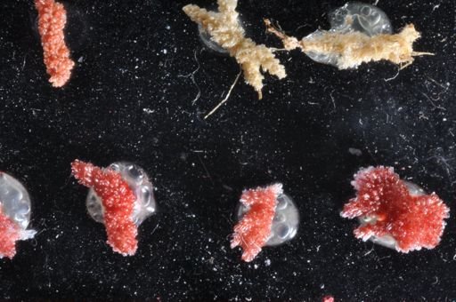 Celleporella