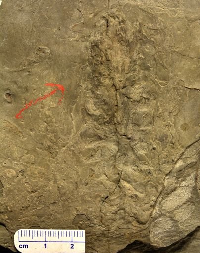 Barinophyton sp.
