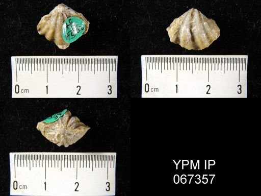 Delthyris perlamellosa