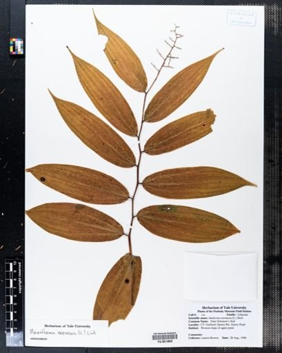 Smilacina racemosa