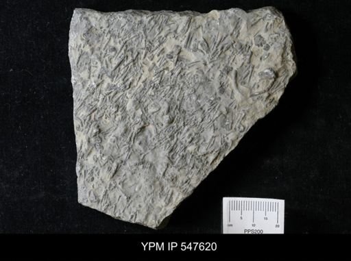 Tentaculites sp.