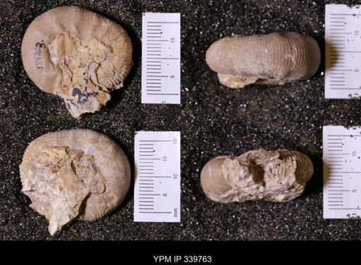 Scaphites whitfieldi