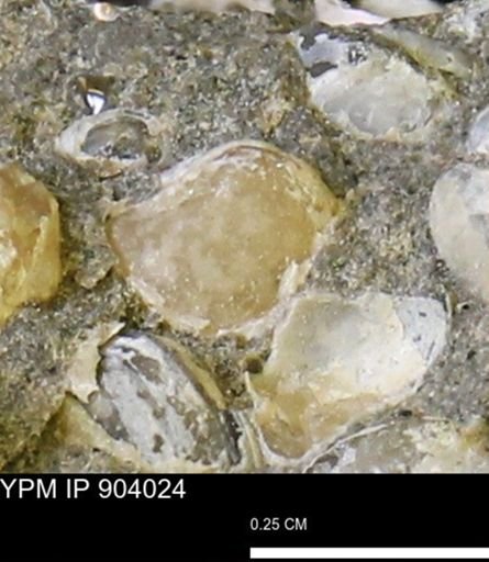 Corbulamella?
