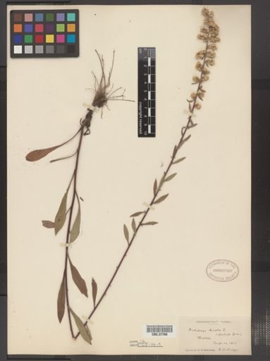 Solidago bicolor