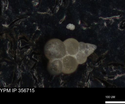 undet. Foraminiferida