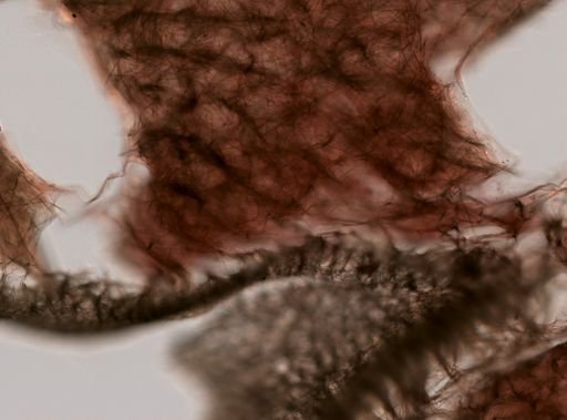 Haliclonidae