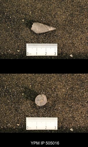 Meekospira peracuta