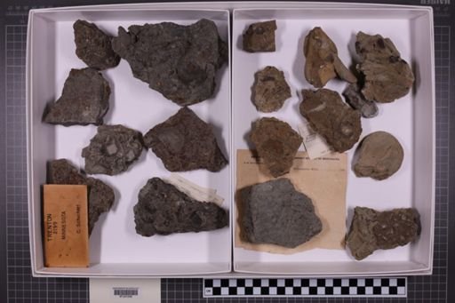 mixed taxa, stratigraphic collection