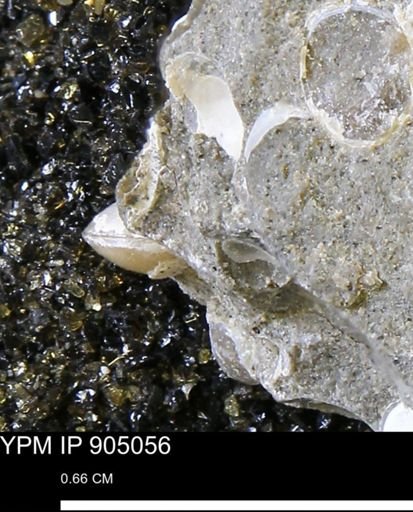 Corbulamella sp.