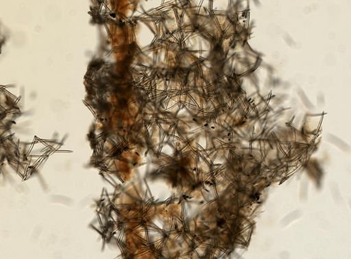 Haliclona