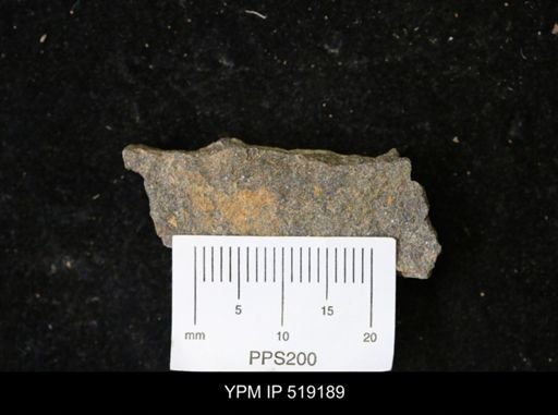 undet. Cornuta