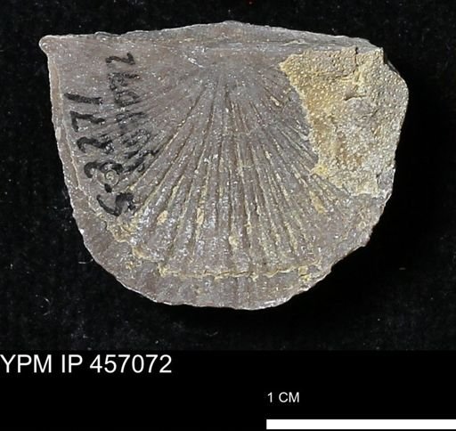 Stropheodonta sp.