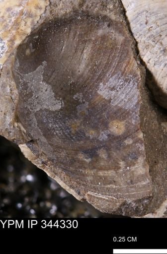Limopsis striatopunctatus