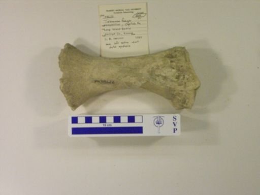 Teleoceras fossiger