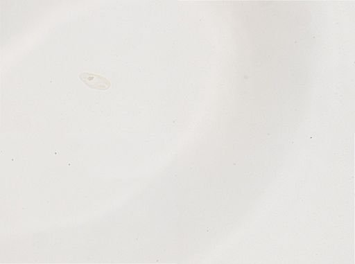 Paramecium
