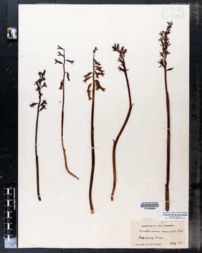 Corallorhiza maculata
