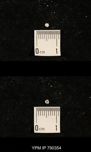 undet. Brachiopoda
