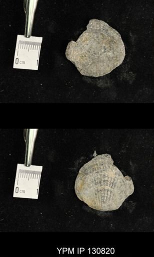 Spinatrypa spinosa
