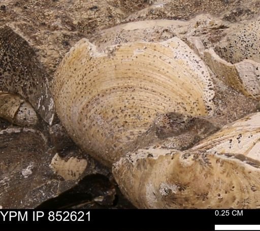 Limopsis striatopunctatus