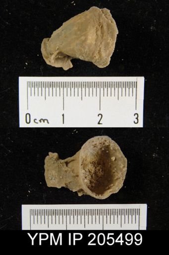 Hercosia sp.