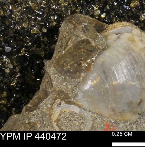 Protocardia subquadrata