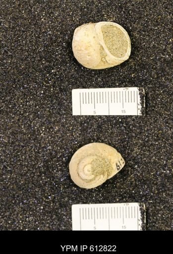 Vanikoropsis sp.