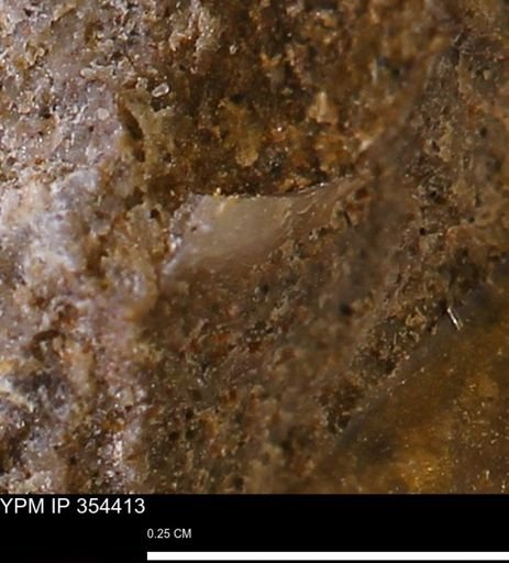 undet. Mollusca