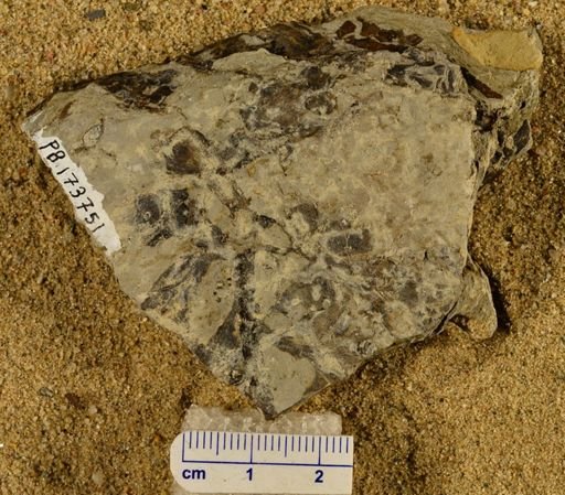 Triphyllopteris rarinervis