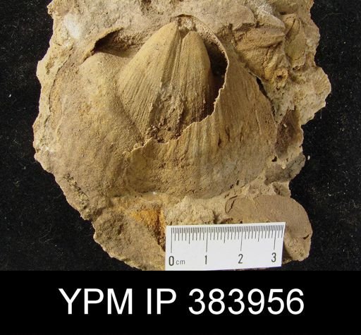 Costispirifer arenosus