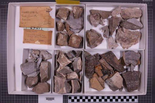 mixed taxa, stratigraphic collection