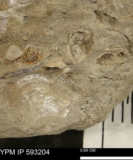 undet. Bivalvia