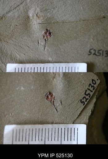 undet. Eocrinoidea