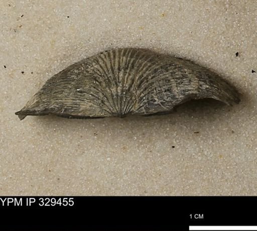Stropheodonta demissa