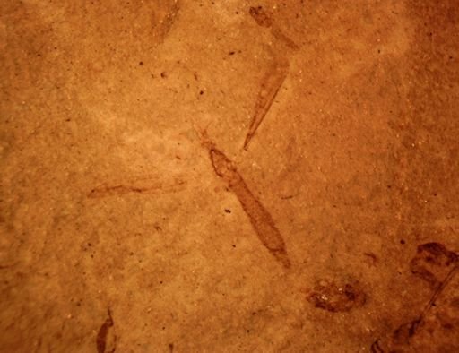 undet. Tipulidae