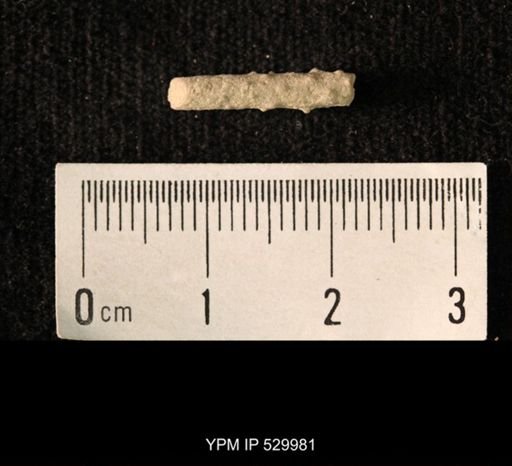 Archaeocidaris sp.