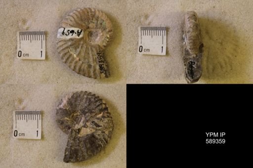 undet. Scaphitidae