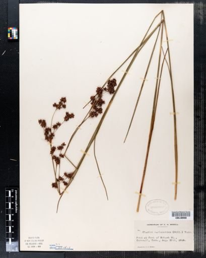 Cladium mariscoides