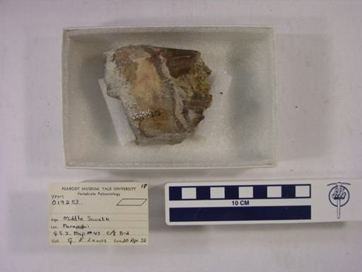 Rhinocerotidae