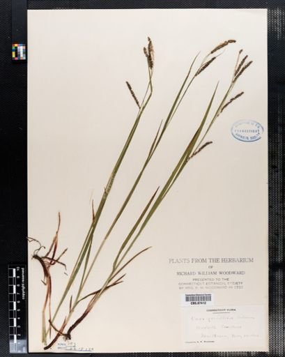 Carex gracillima
