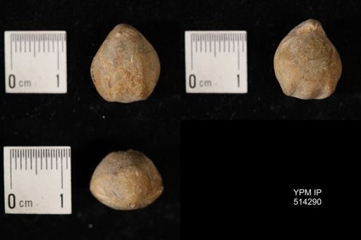 Dielasma breviplicatum