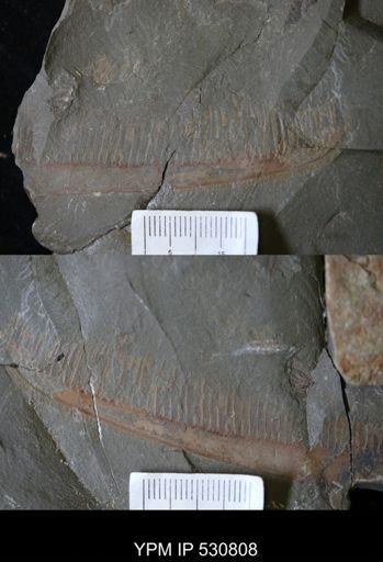 Hurdiidae