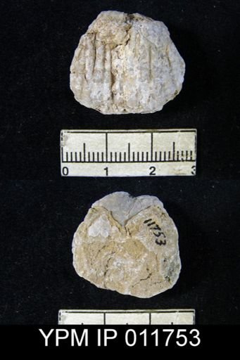 Marginifera popei