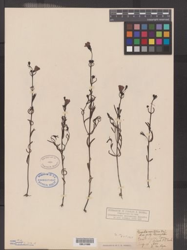 Agalinis maritima