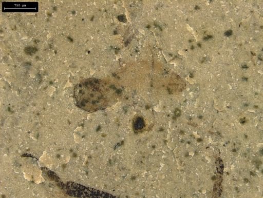 taxon undetermined