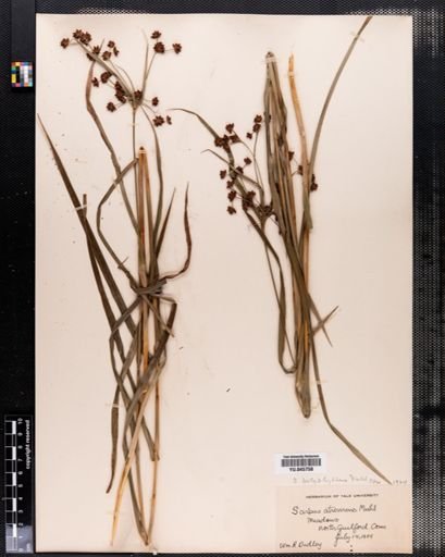 Scirpus polyphyllus
