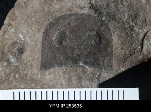 Eurypterus sp.