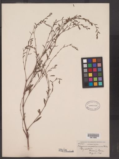 Polygonum ramosissimum