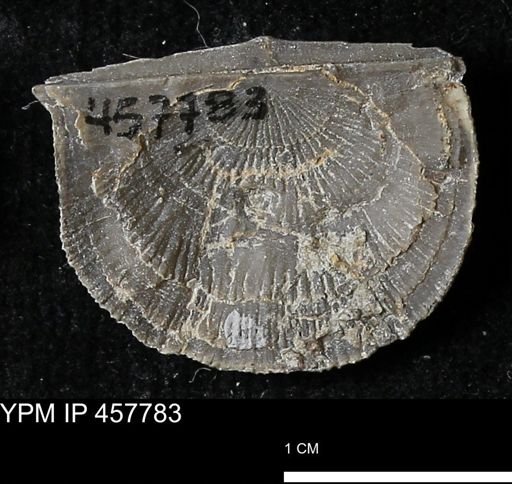 Strophodonta sp.