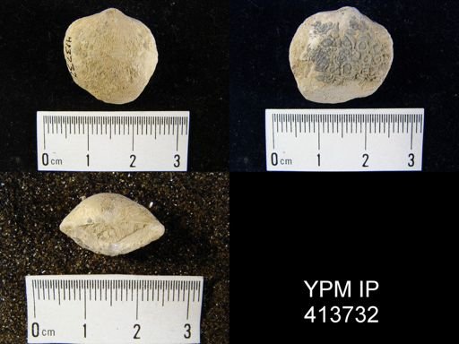 undet. Orthida
